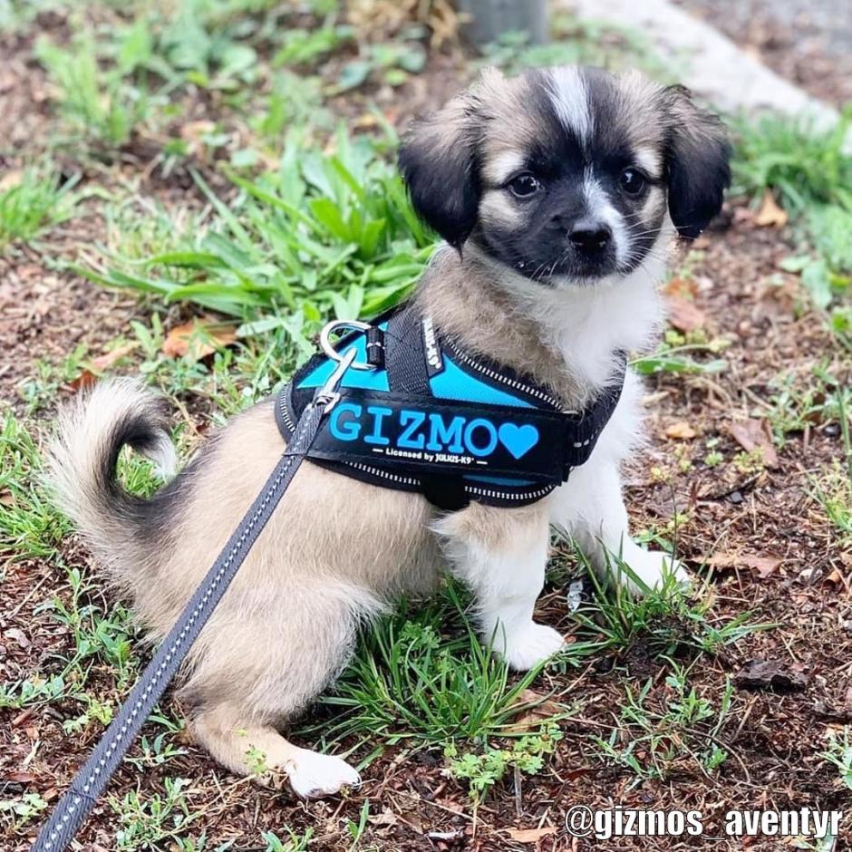 Julius-K9 IDC sele Aquamarine