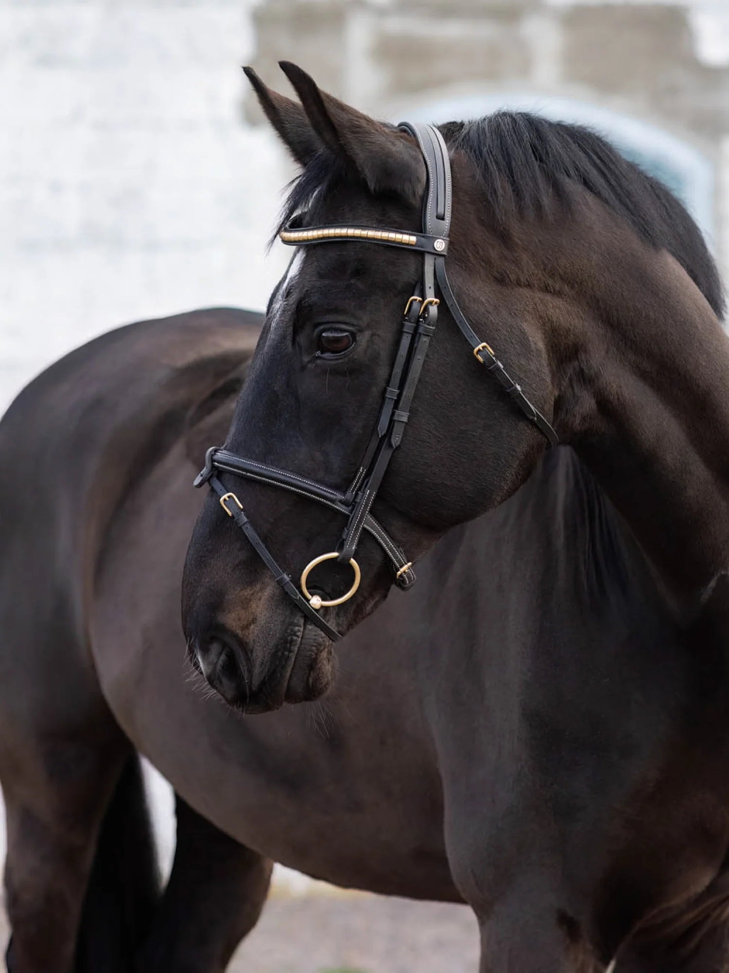 Jacson California Aachenträns Svart