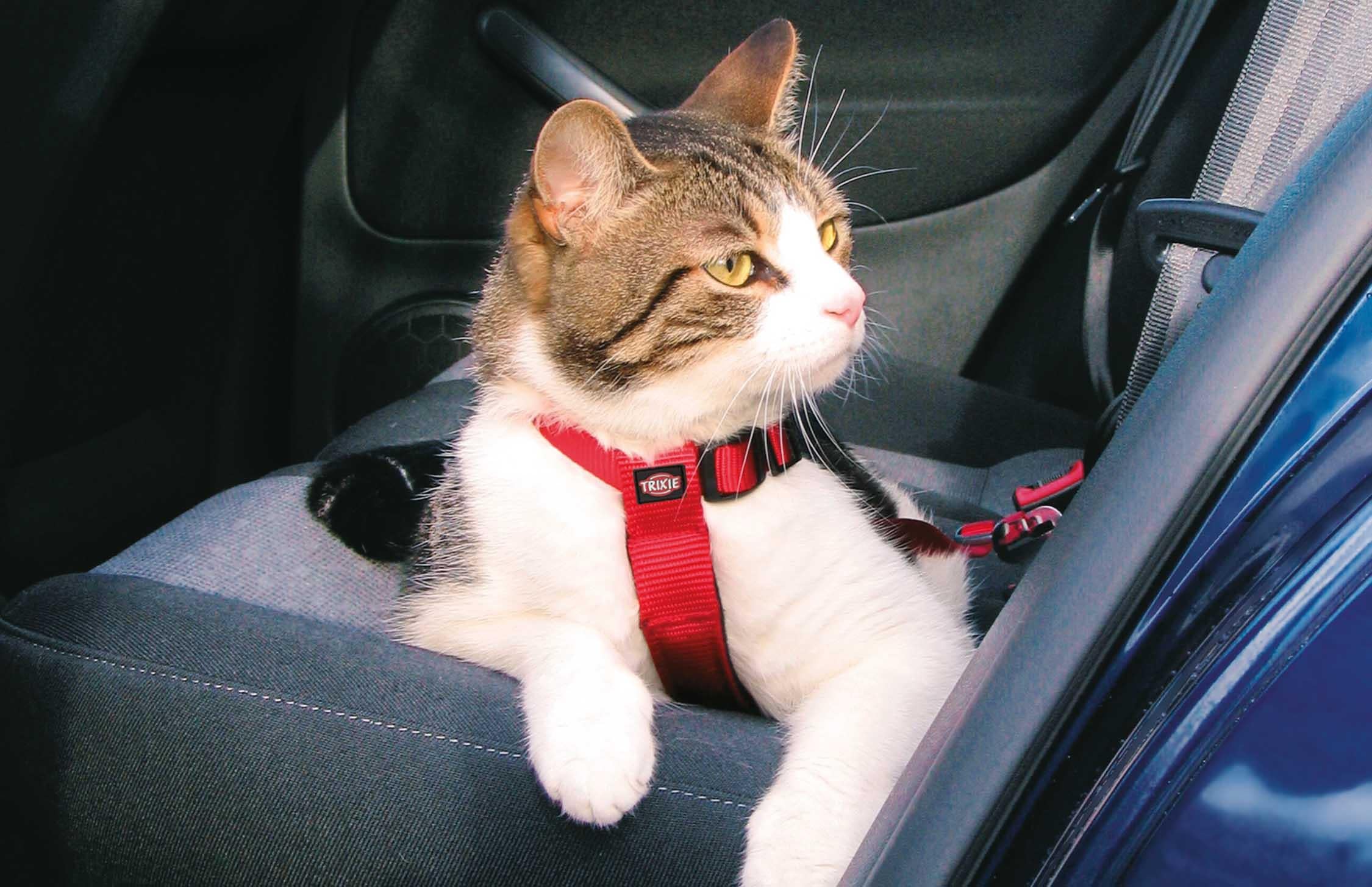 Bilsele Katt Röd 20-50 cm