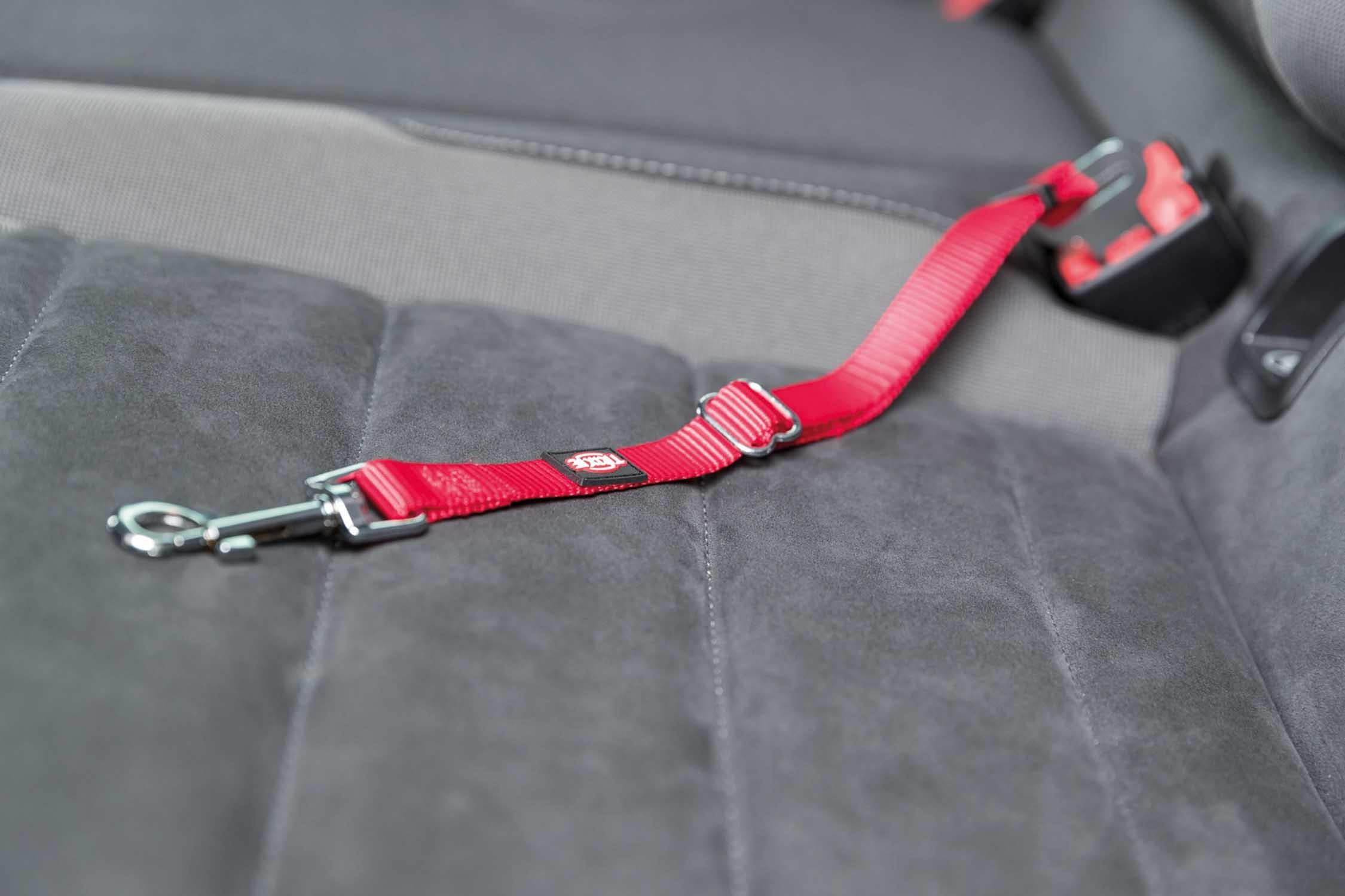 Bilsele Katt Röd 20-50 cm