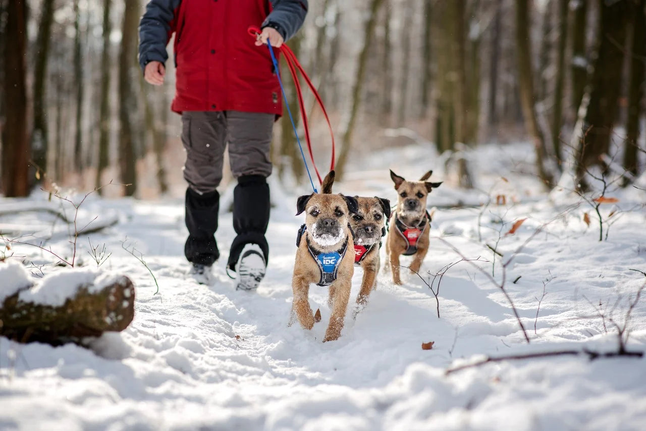 Julius-K9 IDC Longwalk sele Blå/Grå