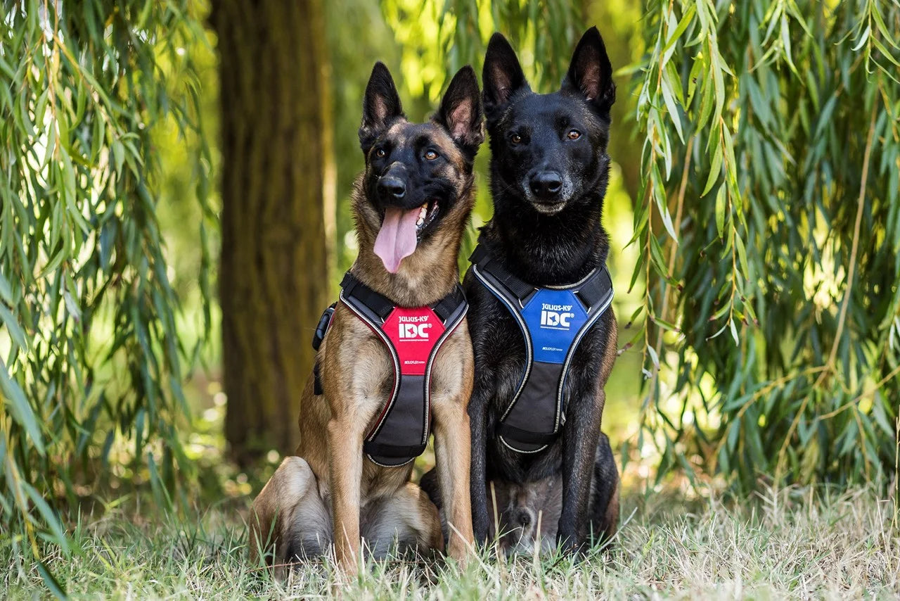 Julius-K9 IDC Longwalk sele Röd/Grå