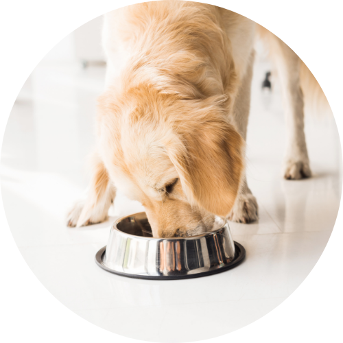 Hundens matplats
