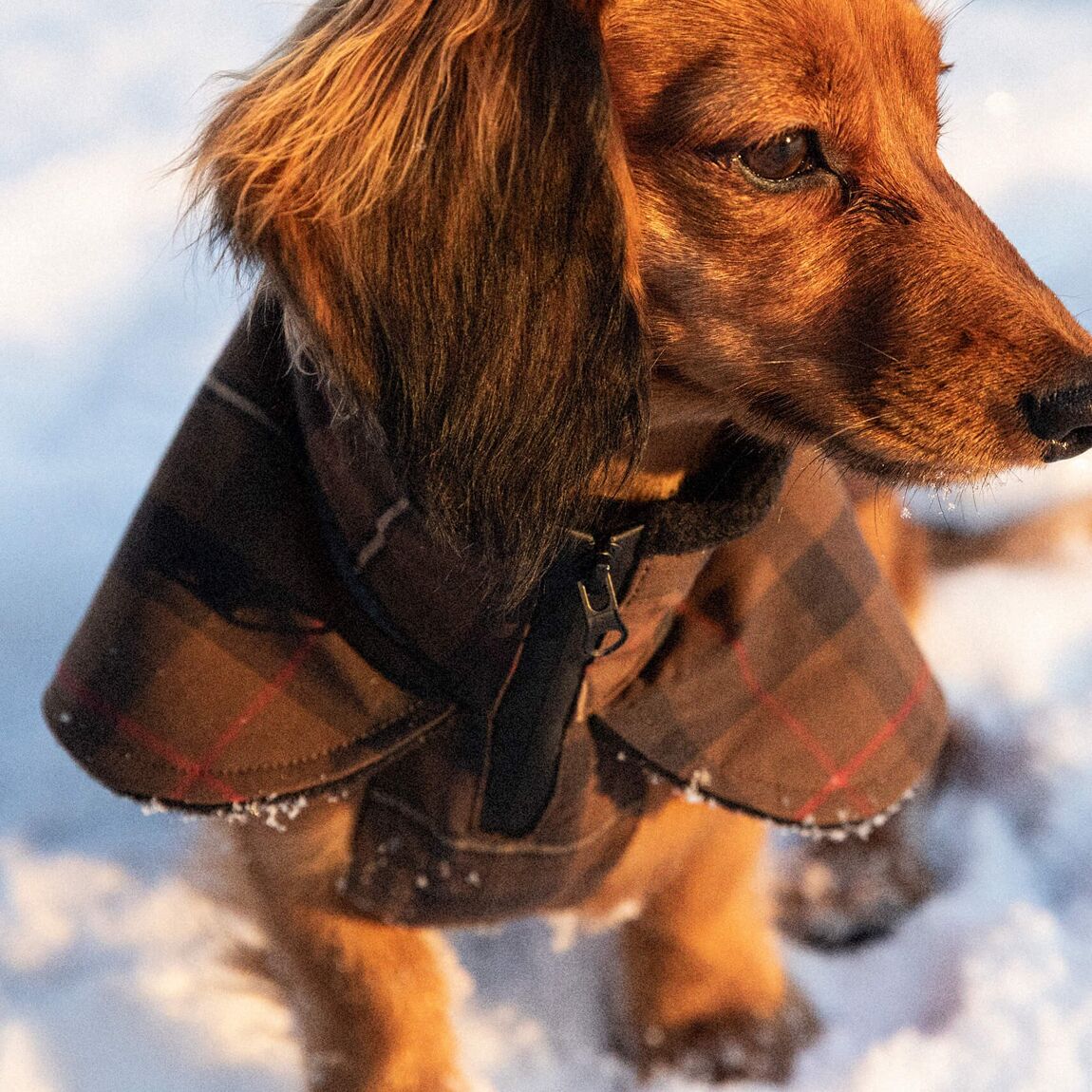 Denjo Dogs Dachshund Coat Tartan Grace with Reflective Elements Brun