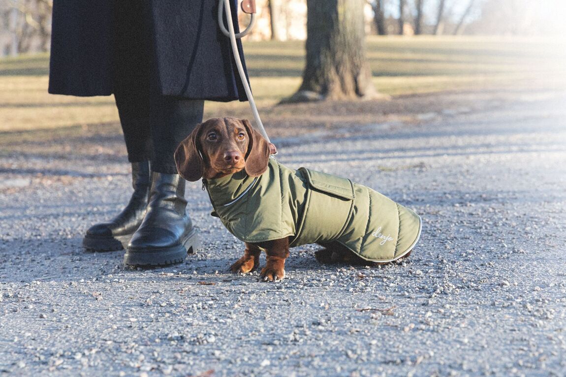 Denjo Dogs Dachshund Coat Wool Puffer Grön