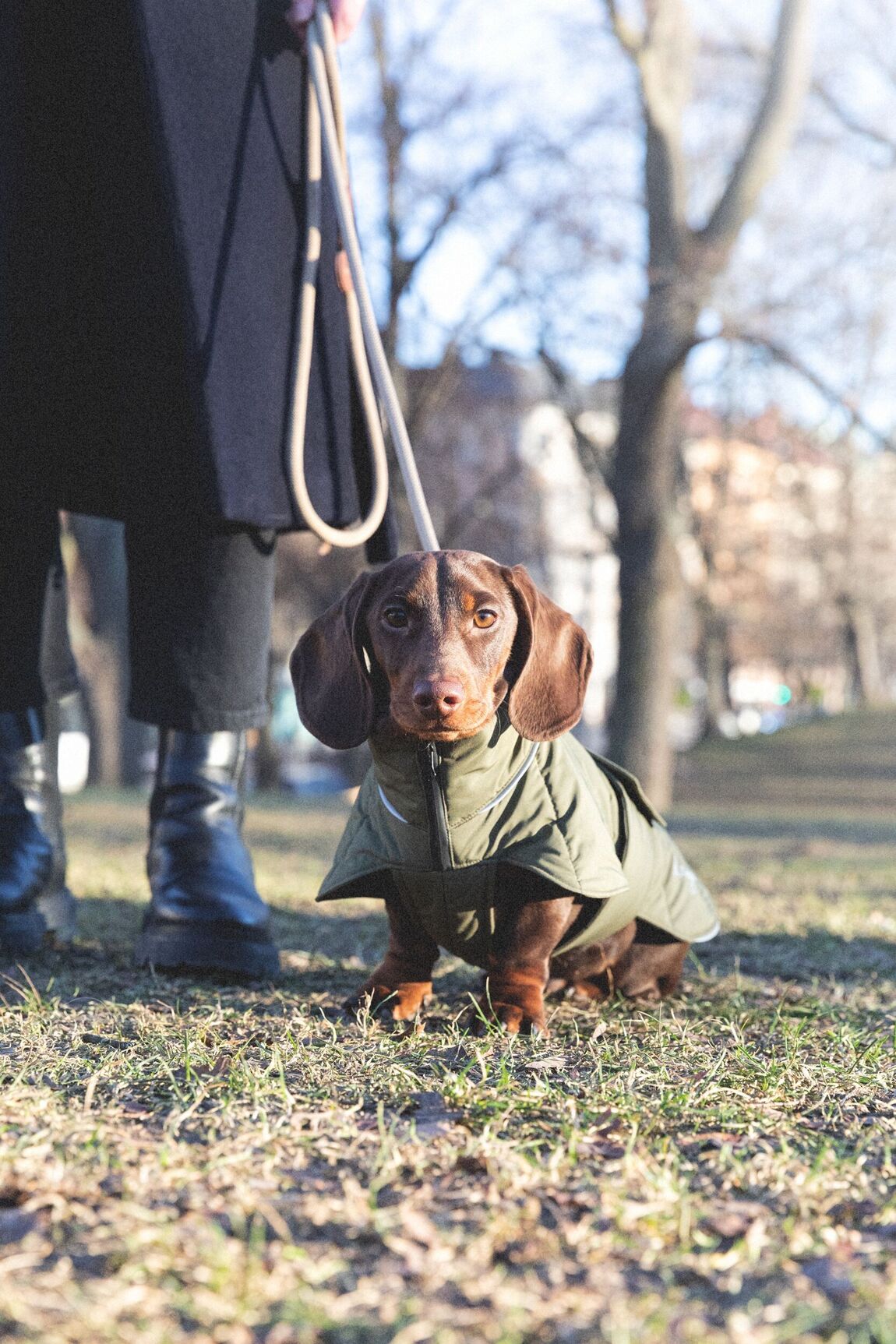 Denjo Dogs Dachshund Coat Wool Puffer Grön