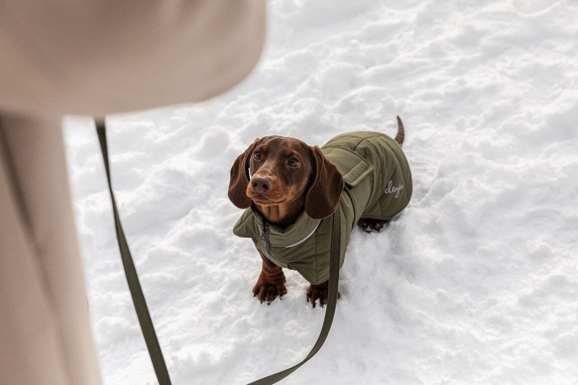 Denjo Dogs Dachshund Coat Wool Puffer Grön