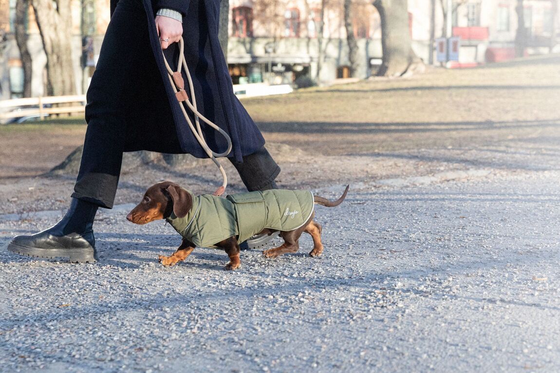 Denjo Dogs Dachshund Coat Wool Puffer Grön