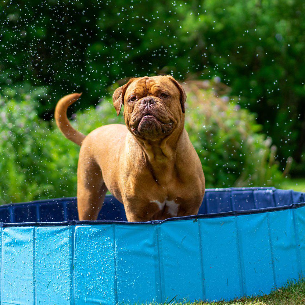 Ozami Dog Pool Blå