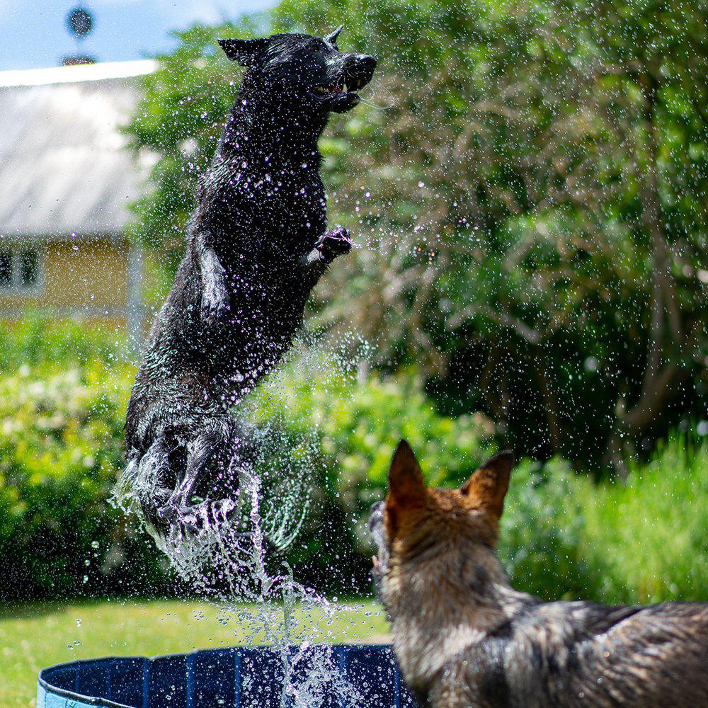 Ozami Dog Pool Blå