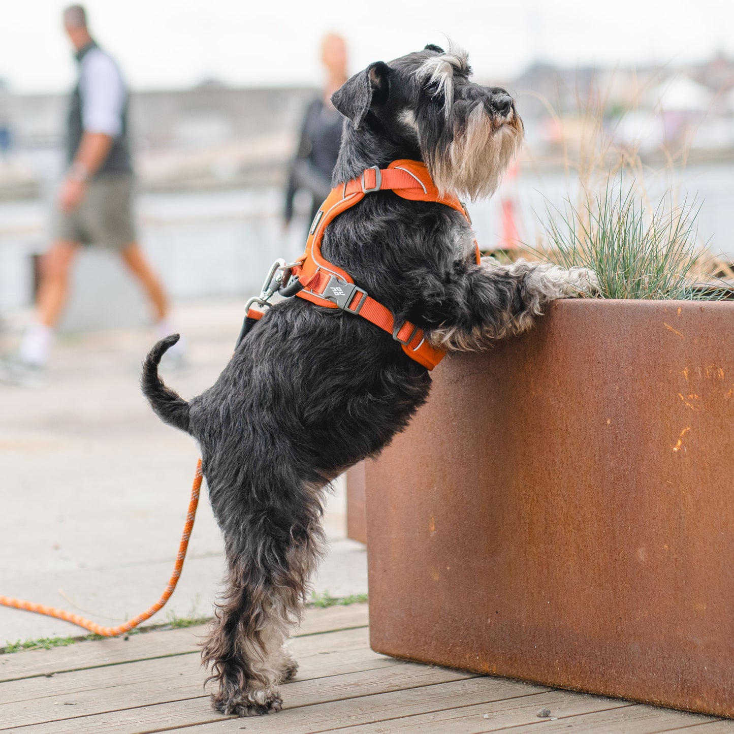 Dog Copenhagen Comfort Walk Pro 3.0 Harness Orange