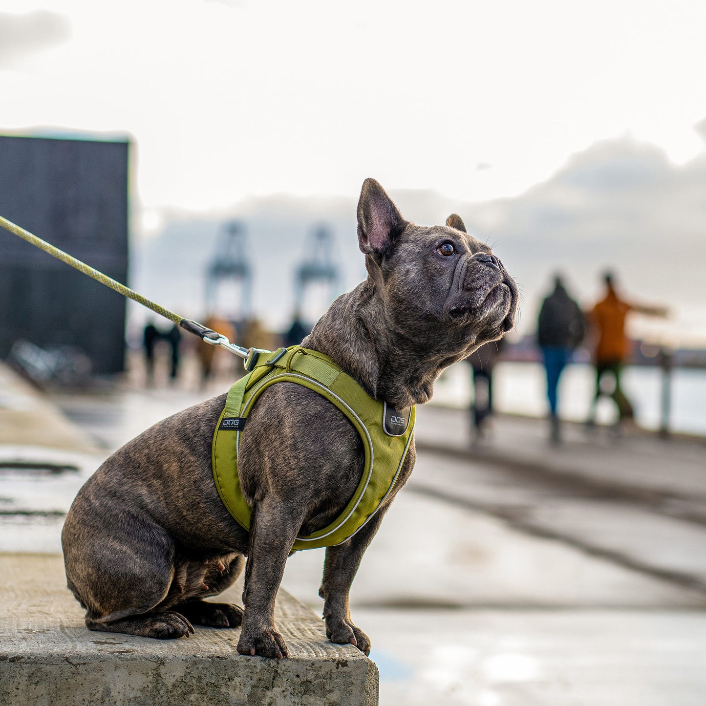 Dog Copenhagen Comfort Walk Go Harness Grön