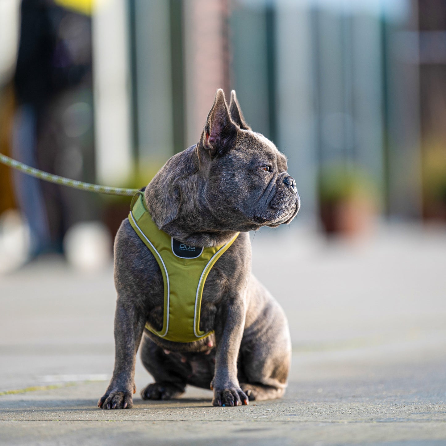 Dog Copenhagen Comfort Walk Go Harness Grön