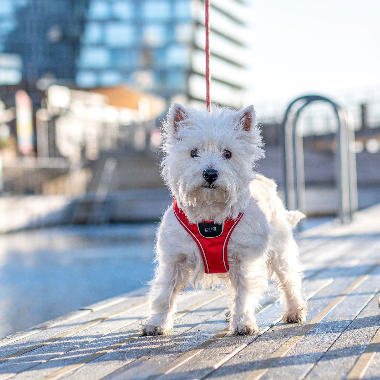 Dog Copenhagen Comfort Walk Go Harness Röd