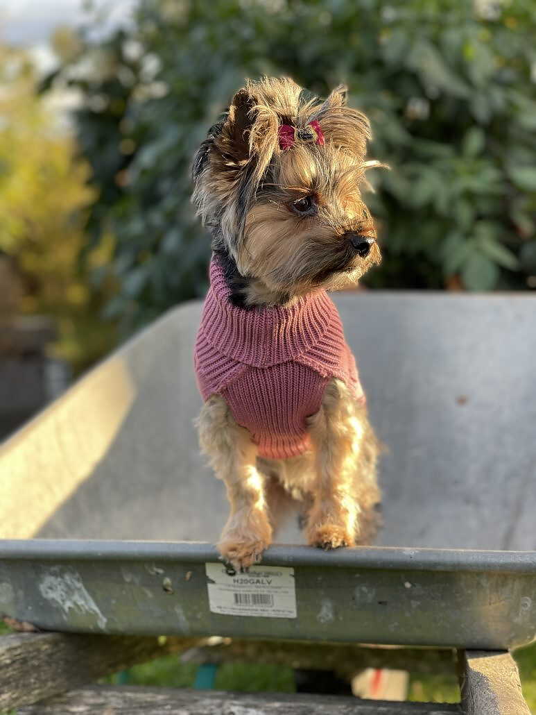 Gustaf och Evita Hundtröja Stickat Gammelrosa