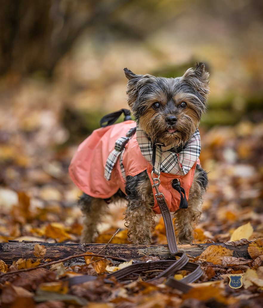 G&E Dog Trenchcoat Peach