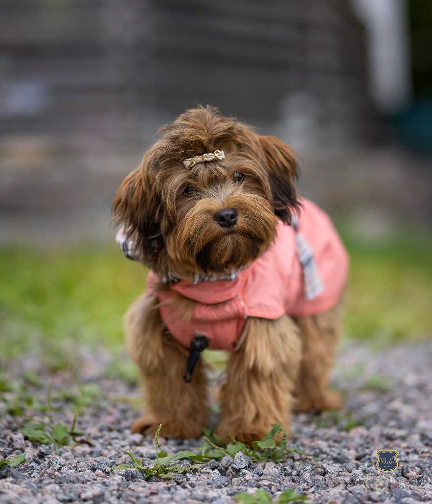 G&E Dog Trenchcoat Peach