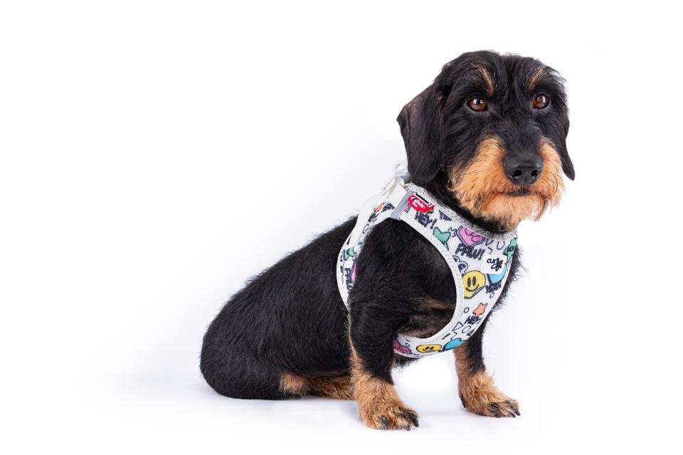 Curli Vest sele Clasp Air-Mesh Comic Ljusgrå