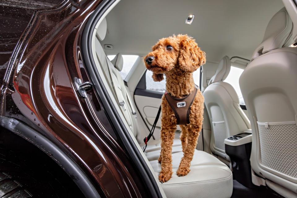 Curli Säkerhetsbälte för bil V2