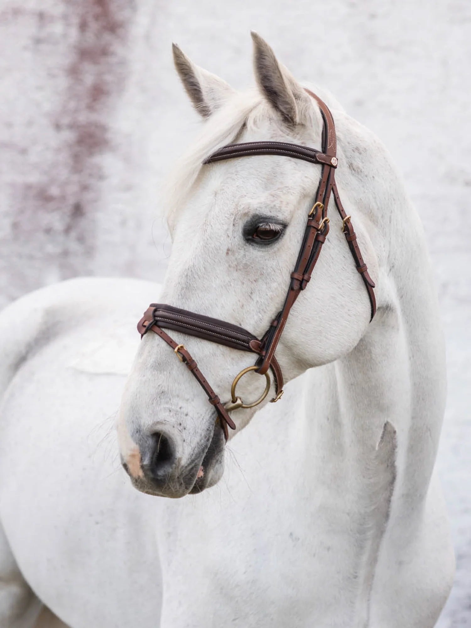 Jacson London Träns Brun