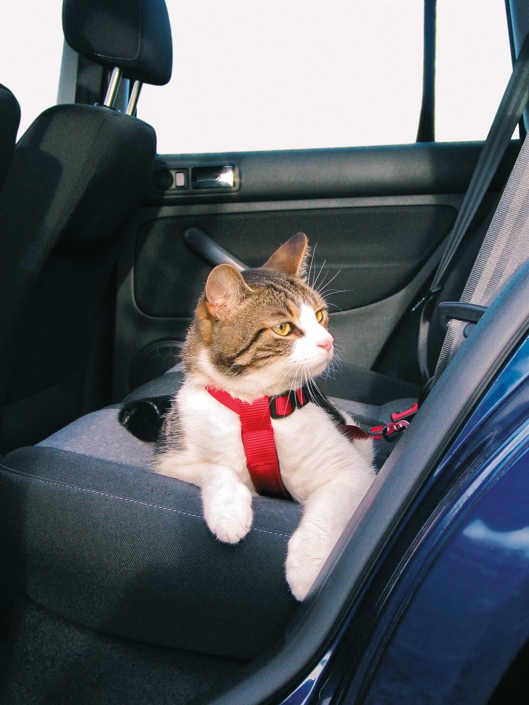 Bilsele Katt Röd 20-50 cm