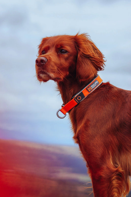 Non-stop Dogwear Cruise collar Orange