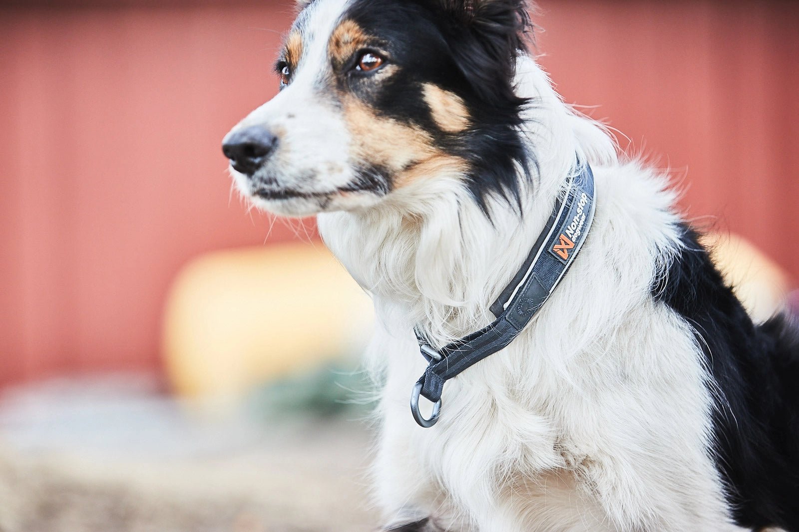 Non-stop Dogwear Cruise collar Svart