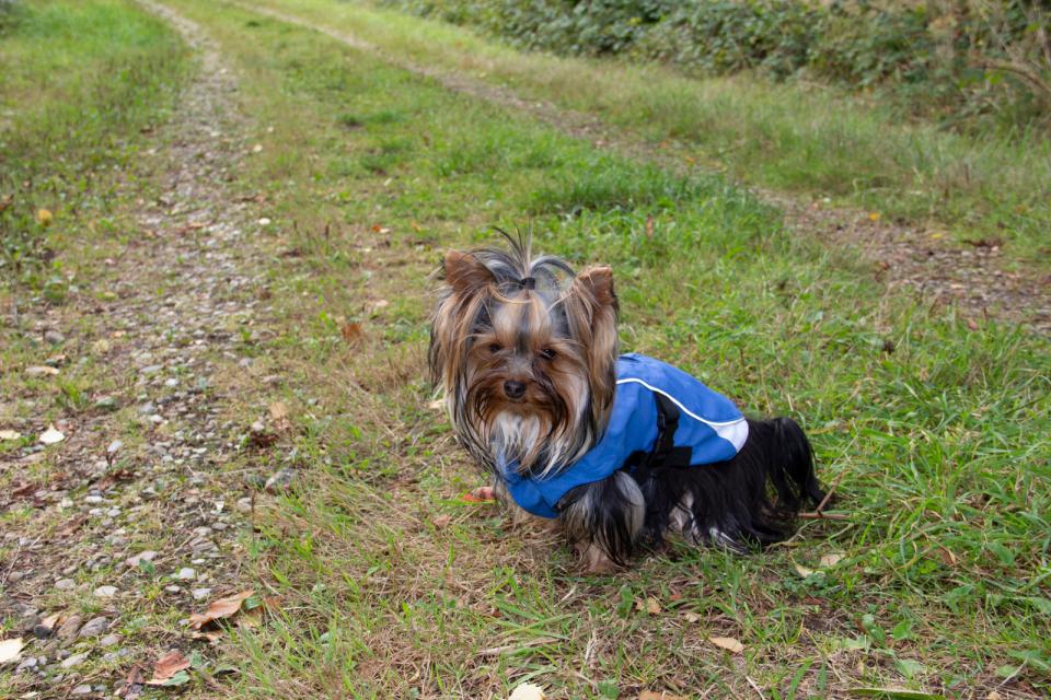 Companion Vind- Och Vattentätt Hundjacka