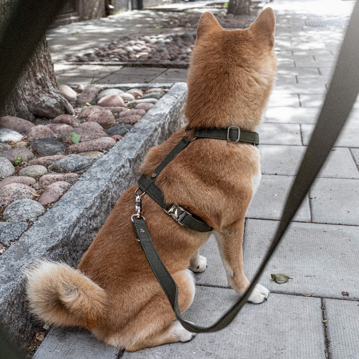 Denjo Dogs Hundsele Signature Go Khakigrön