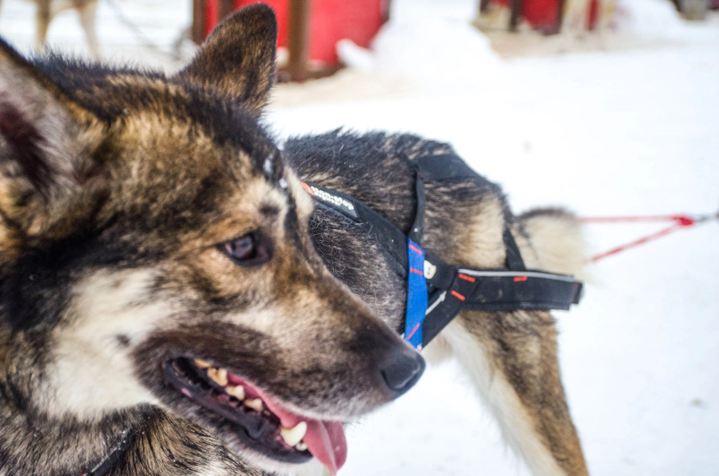 Non-stop Dogwear Nansen stick harness