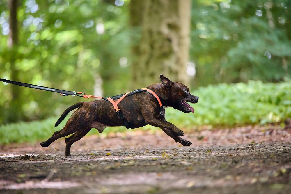 Non-stop Dogwear Rush harness Black/Orange