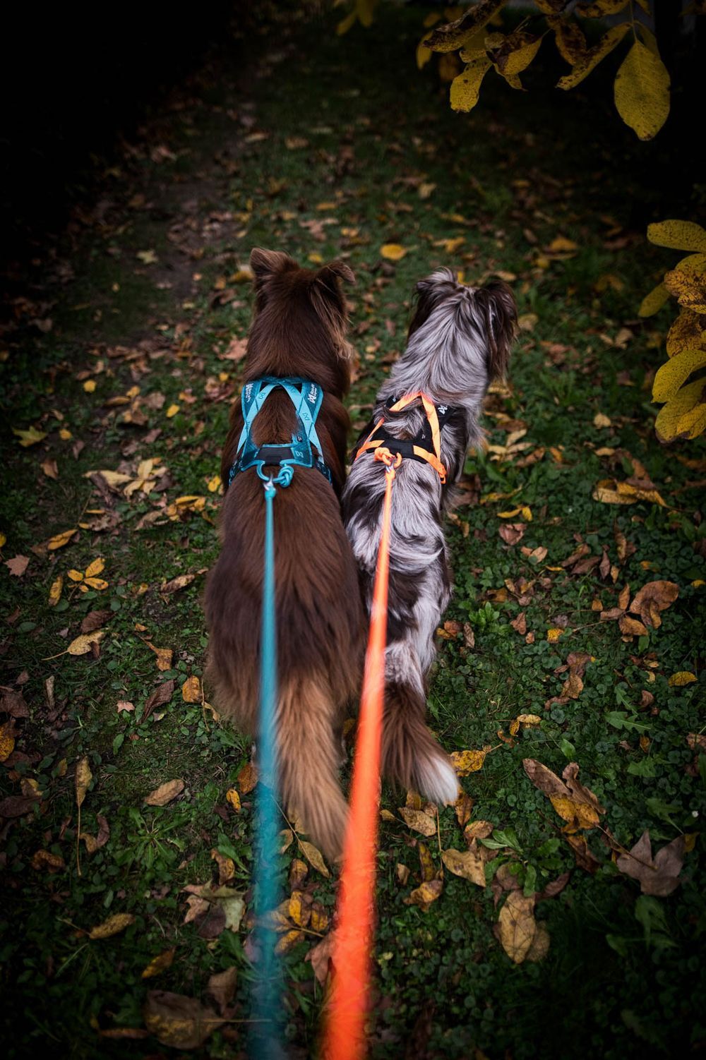 Non-stop Dogwear Rush harness Black/Orange