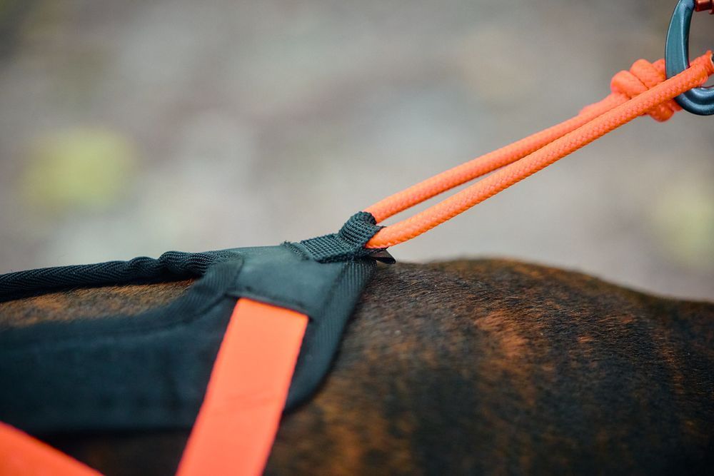 Non-stop Dogwear Rush harness Black/Orange