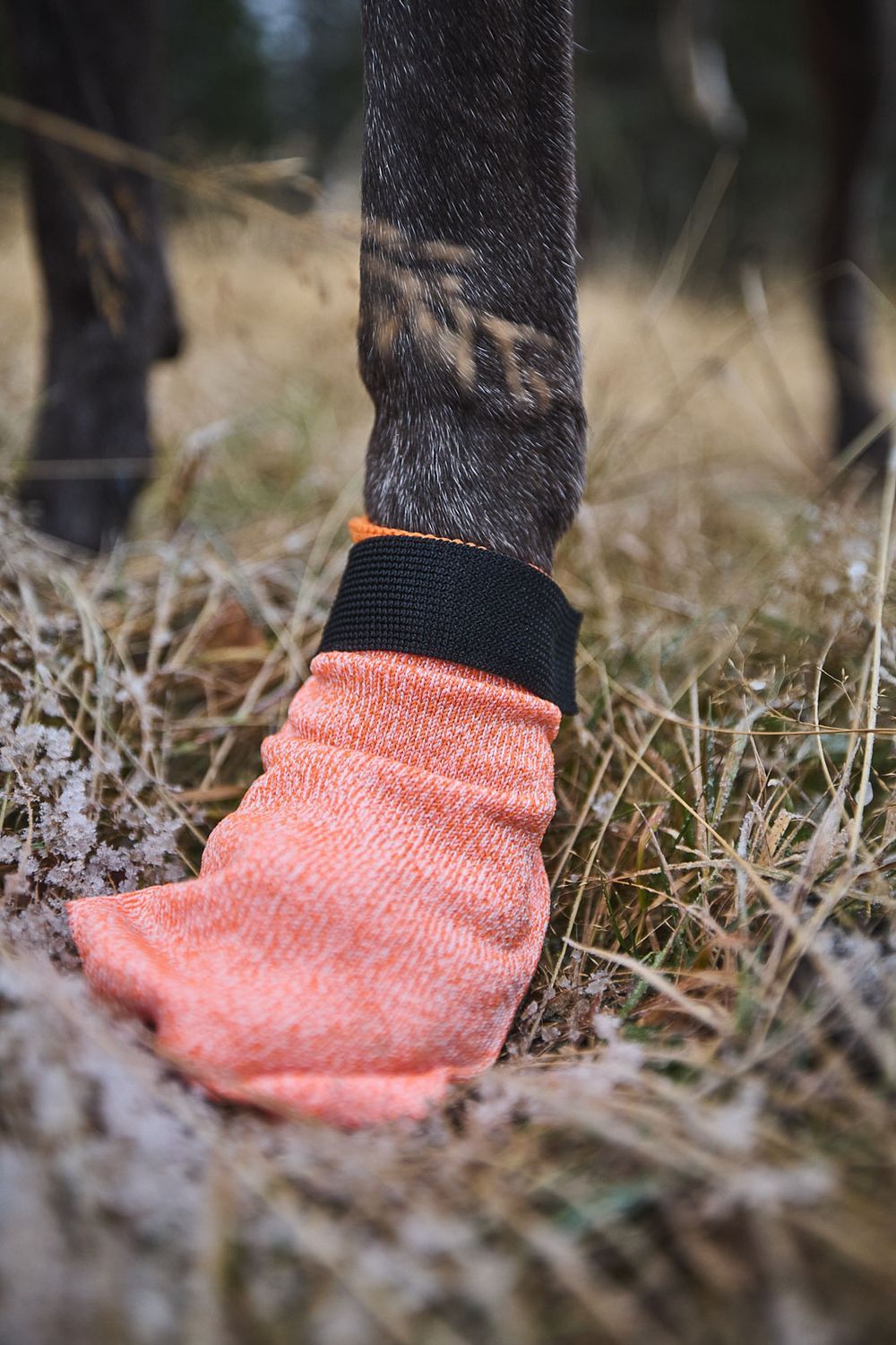 Non-stop Dogwear Protector light socks Orange