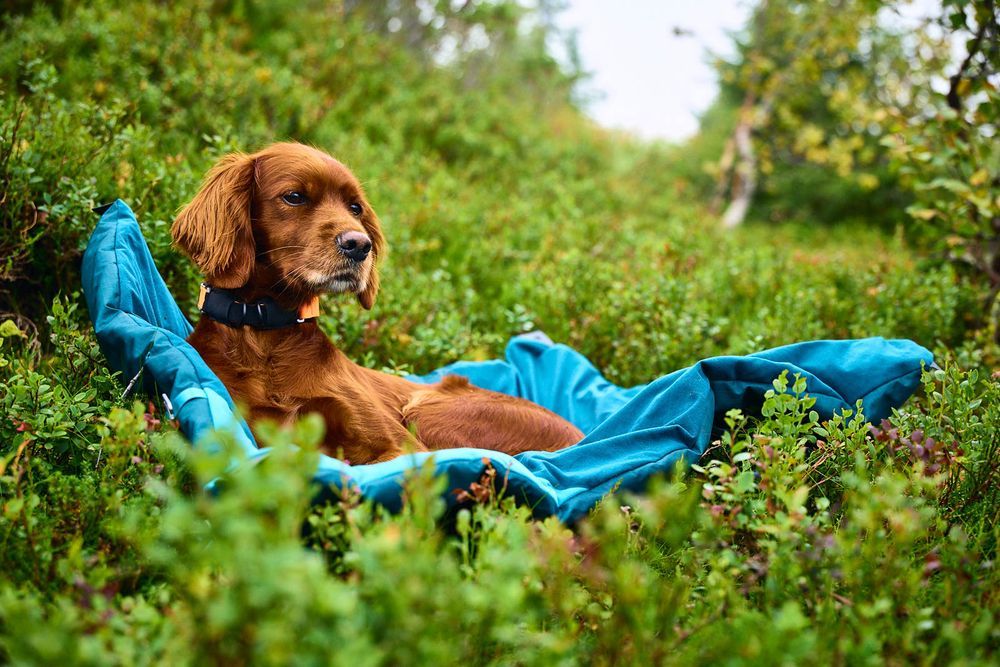 Non-stop Dogwear Trekking dog bed