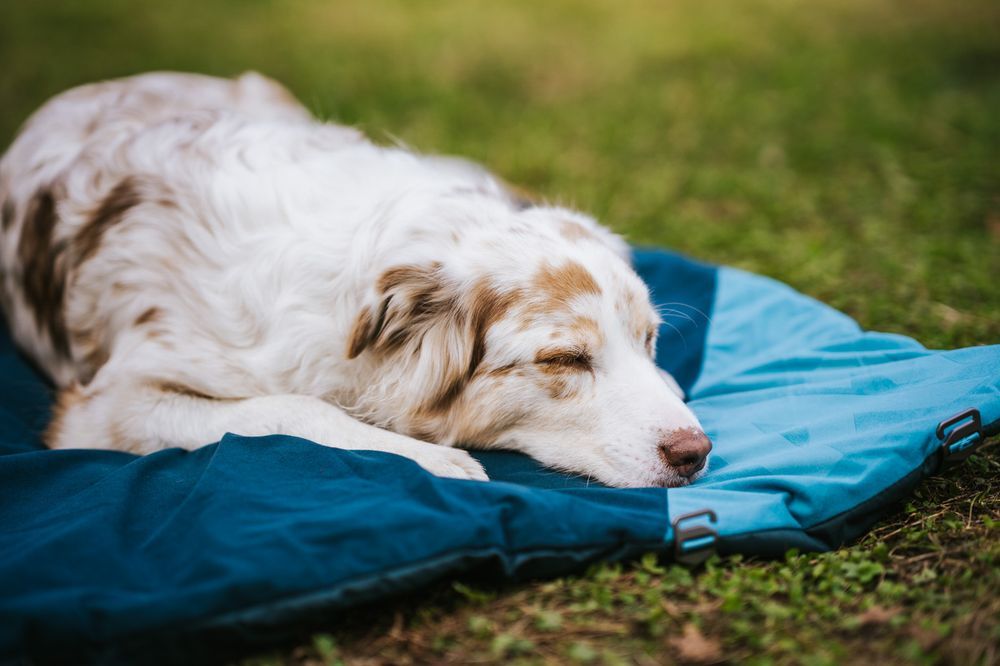 Non-stop Dogwear Trekking dog bed