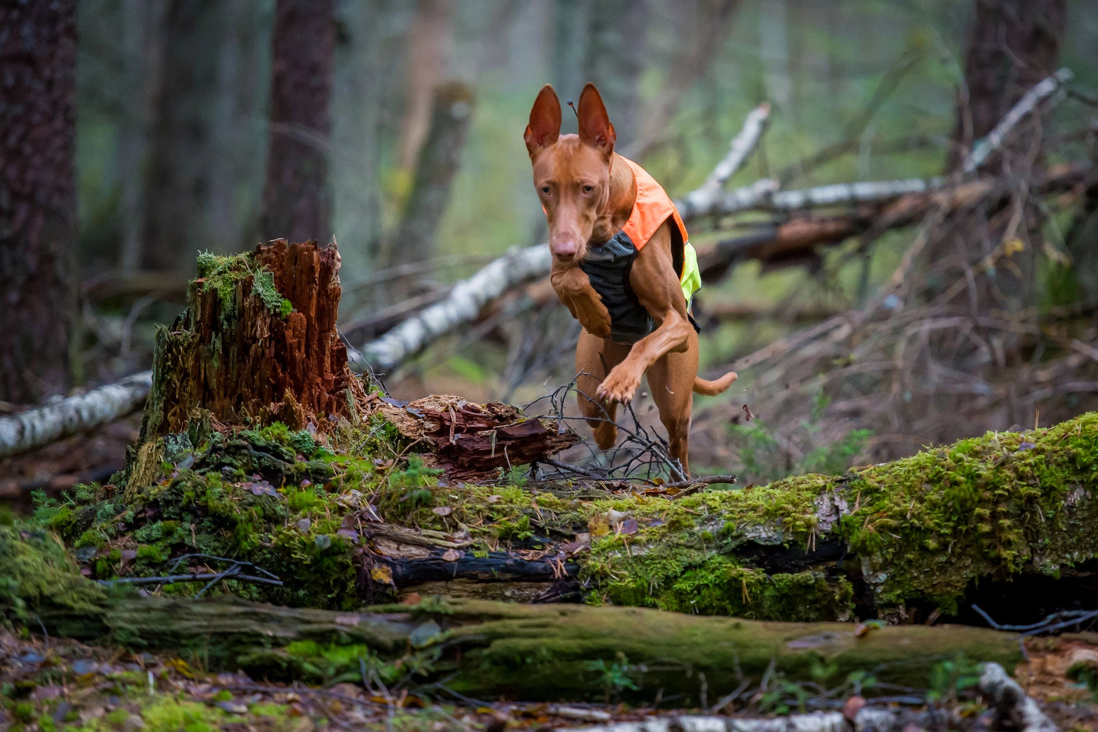 Non-stop Dogwear Skyddsväst Orange