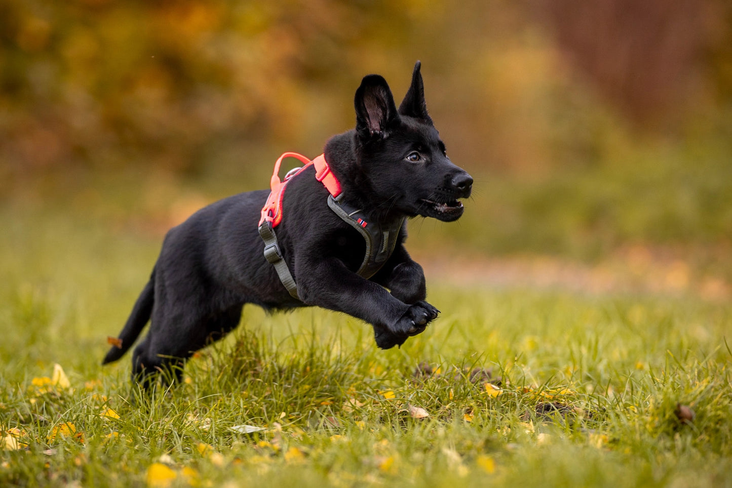 Non-stop Dogwear Ramble harness Orange