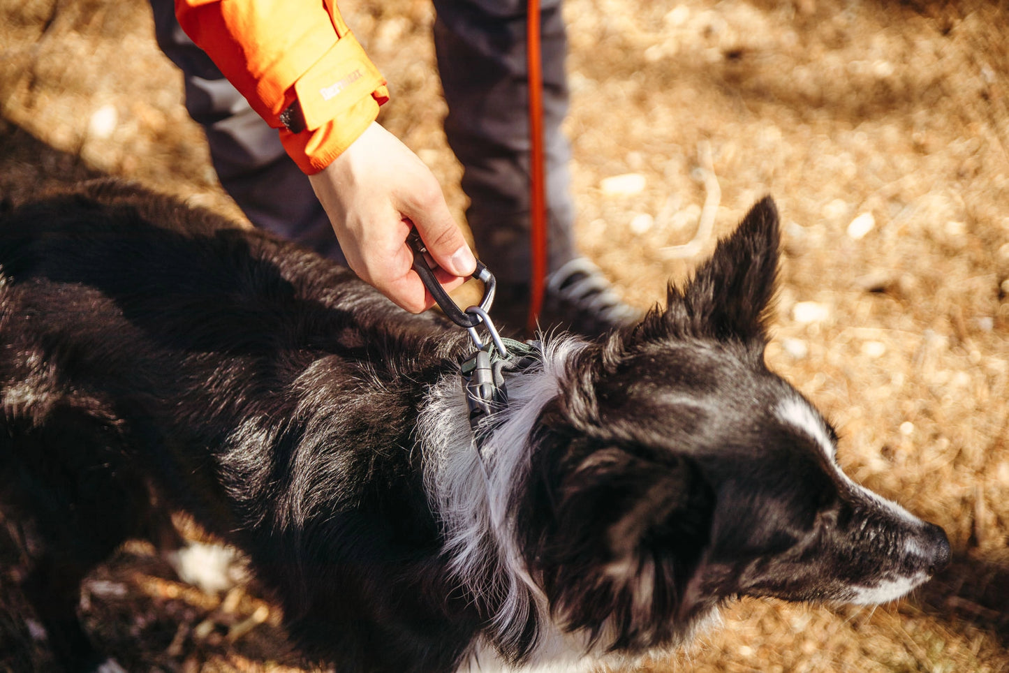 Non-stop Dogwear Roam collar Grön