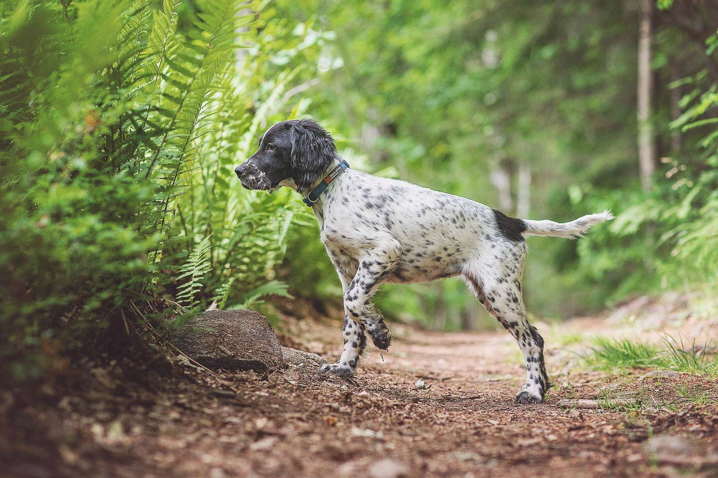 Non-stop Dogwear Tumble collar Blå